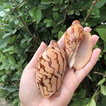 Natural shell conch landscape snail hermit crab replacement shell fish tank decoration aquarium landscaping multi-meat potted plants