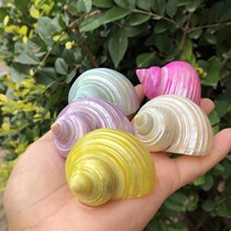 Natural shell conch colored pearl snail snail purple hermit crab replacement shell roll fish nest aquarium aquarium fish tank