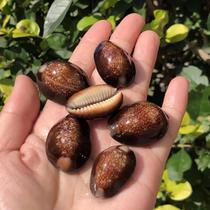 Natural conch shell tortoise shell snail specimen snail handlebar fish tank landscaping decorations Mediterranean home furnishings