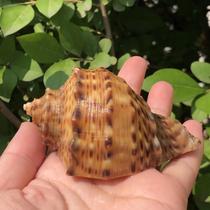 Natural shell conch incense screw shell hermit crab roll fish shellfish replacement shell fish tank aquarium decoration home crafts