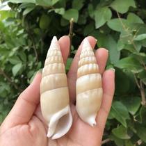 Natural conch shell white bamboo shoot snail fish tank landscaping decoration home furnishings gift shooting props handmade DIY