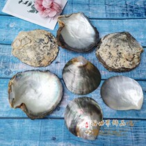 Natural big shell black butterfly shell polished sea shell Tahiti black pearl jewelry jewelry photo props ornaments plate