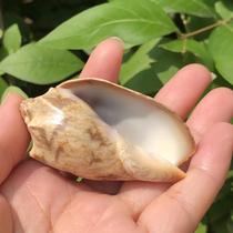 King snail natural conch shell coral aquarium landscape decoration fish tank landscaping home office floor ornaments