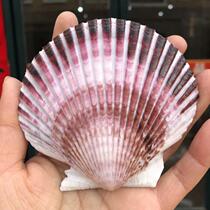 Big Shell Natural Shell Conch Fish Tank Landscape Decoration Mediterranean Style Purple Fan Shell Plate Props