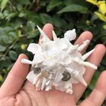 Natural conch shell Rotary snail white snail fish tank platform landscape ornaments shooting props star snail specimen snail