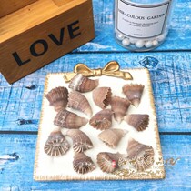 Conch shell horn white coral Mediterranean home decoration fish tank aquarium ornaments rare specimen