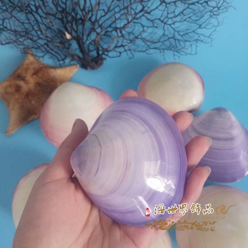 Natural conch shell powder clam Carambola clam powder shell purple fish tank aquarium landscaping home decoration shooting props large