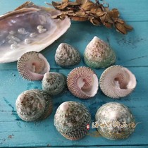 Green tower snail Cats eye salamander snail Green snail natural shell conch Fish tank landscaping roll shell fish Hermit crab shell specimen snail