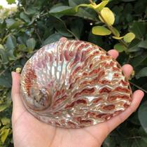Natural conch shell big abalone shell creative home storage soap box sage potted fish tank landscape color
