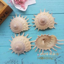 Natural conch shell Rotary snail fish tank aquarium aquarium landscaping platform Home creative ornaments specimen snail collection rare