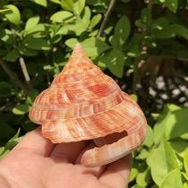 Natural Shell Conch Red Weng Rongsnail Aquatic Fish Tank Landscape Decoration Natural Gift Crafts