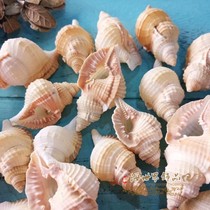 Natural Atlantic twisted elephant snail shell conch hermit crab marine science Fish Tank Aquarium aquarium landscape crafts