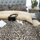 Trang chủ Dệt may Blue Leopard Bốn mảnh Cotton 60 Ai Cập Bông dài chủ yếu Bộ đồ giường gợi cảm Khăn trải giường Chăn - Bộ đồ giường bốn mảnh