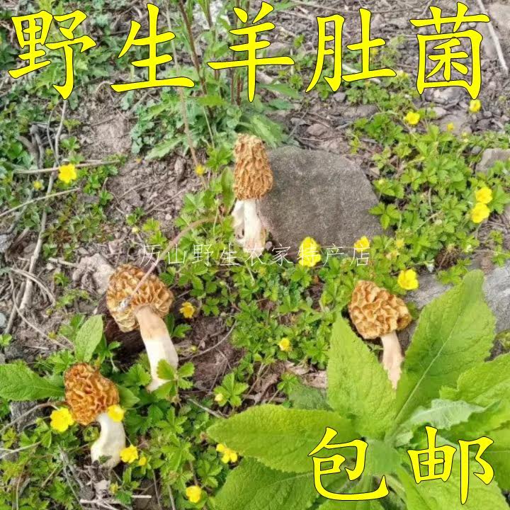New wild morel mushroom Dried morel mushroom Fresh dried morel premium farm specialty 50g 