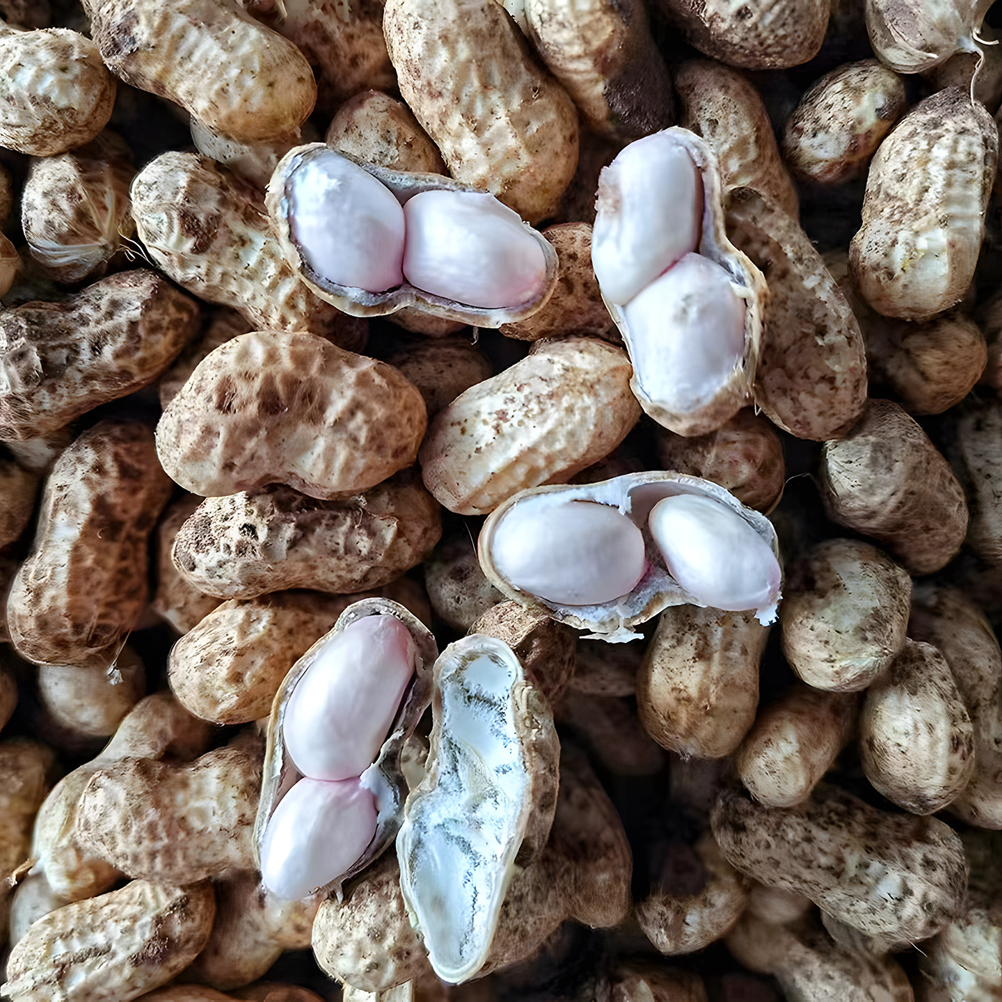 2025新鲜湿花生:现挖带泥,鲜花生粉皮,四粒红带壳小花生米,水煮生花生,吃出满满的自然风味!🌾🥜-新鲜花生-淘宝百科网