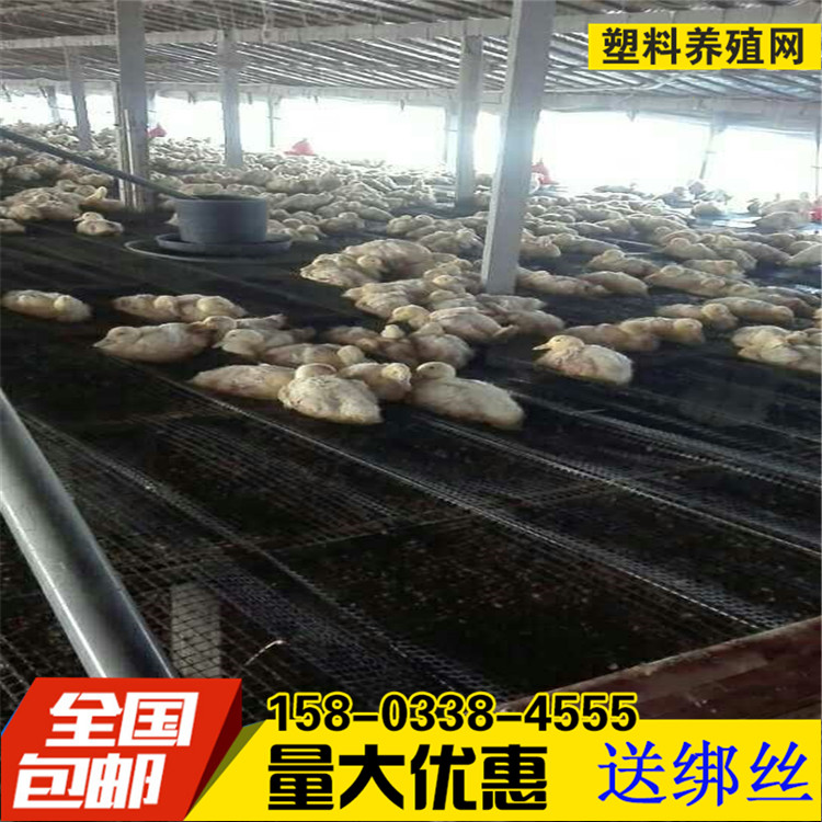 Sun-leakage dung beds of chicken duck bed net feedback mesh black egg duck plastic net bed