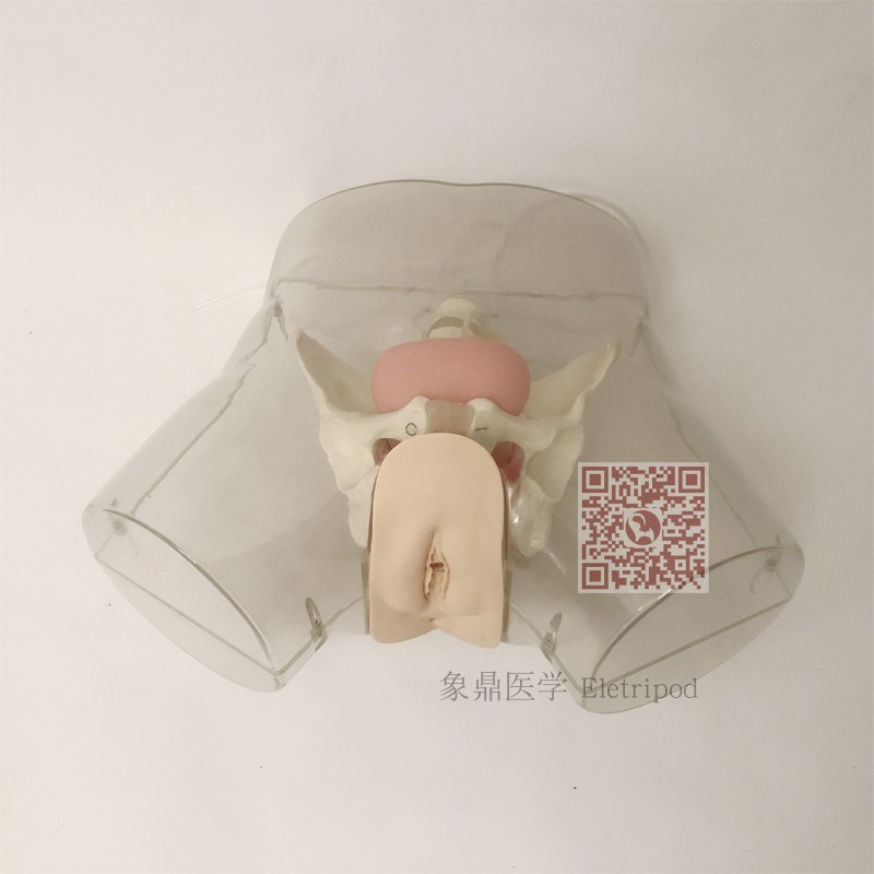 Eletripod 象鼎医学 透明女性导尿模型 ET/H16F