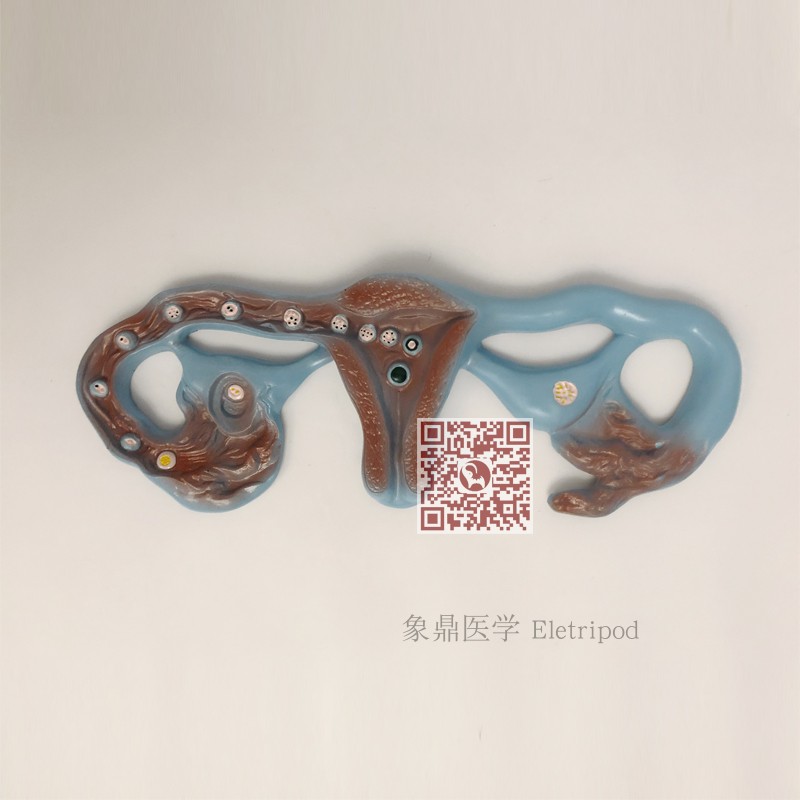 Eletripod 象鼎医学 卵子受精过程模型 ET/LM2075