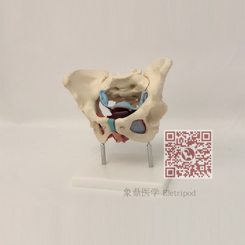 女性骨盆及盆底肌肉模型 ET/A10125