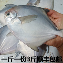 Small Silver Pomfret Fresh Sea Fishing Pomfret Fresh Live Marine Fish Qingdao Seafood Aquatic Fish 3 Jin Shunfeng