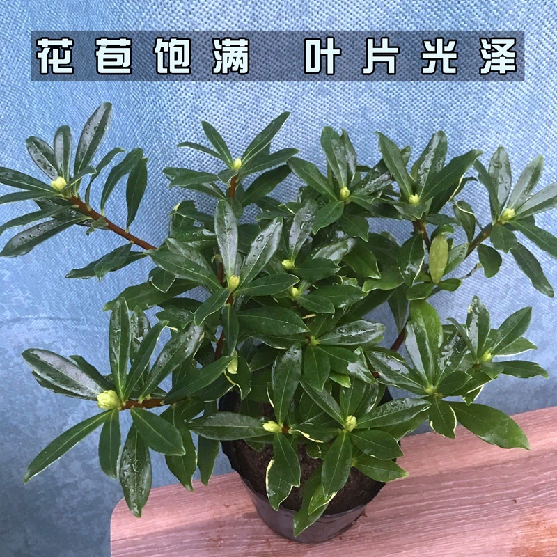 Ruixiang flower plant fragrant Phnom Penh All kinds of flowers potted flowers four seasons Suitable for balcony planting indoor