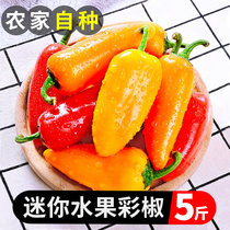 Mini fruit colored peppers 5 catties When season fresh five colorful sweet pretzels eat lantern small chili fruit peppers whole box