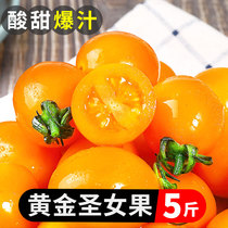 Yellow Holy Women Fruits Fresh Fruits 5 Catty Tomatoes Farma Natural Cooked Tomatoes Pregnant Women Vegetables Raw