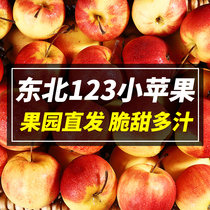 Northeast 123 small apples 9kg fresh should season pregnant women fruit specialty Begonia red sand fruit whole box 10