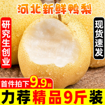 Hebei Yali pear 9kg pears fresh Sydney fragrant crisp pear season 5 crisp sweet duck billed white pear whole box of fruit 10