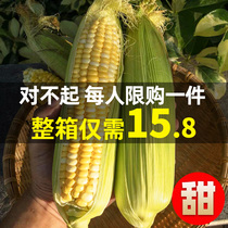 Yunnan fruit corn 9kg fresh season burst rock sugar sweet corn bamboo shoots raw whole box 5 fresh pick glutinous 10