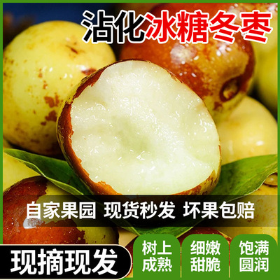 [沾化冬枣当季新鲜水果超大脆甜青枣鲜枣大果枣鲜甜多汁现摘现发]