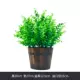 Mô phỏng cây xanh giả củ cải xanh thường xanh mô phỏng hoa và cây trang trí nội thất thùng chậu hoa nhựa và cây trang trí - Hoa nhân tạo / Cây / Trái cây
