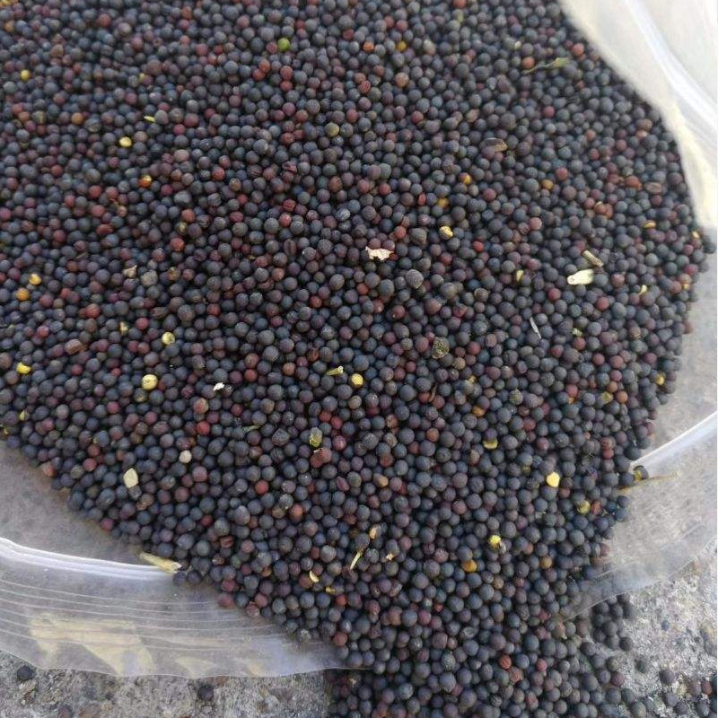 Rapeseed bird feed parrot hibiscus bird jade bird jade bird birds veneur golden silk birds food dove grain 450g