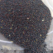 Rapeseed bird feed Parrot Hibiscus bird Jade bird bird bird text bird Canary bird food pigeon food 450g