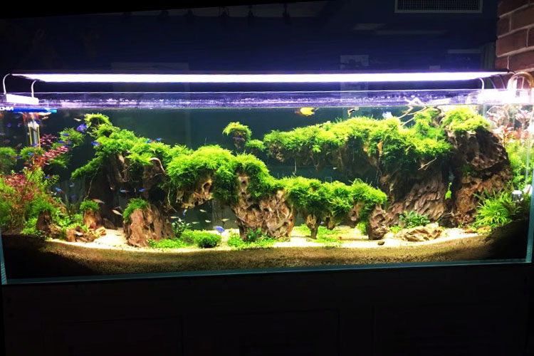 魚缸裝飾造景仿真水草水族裝飾定制峰林峭壁大峽谷造景石虎皮石松皮石魚缸草缸水陸缸懶人景觀 Yahoo奇摩拍賣