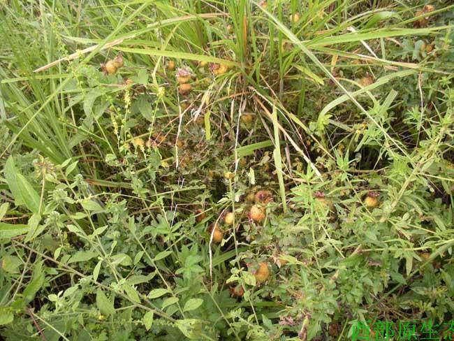 Ci Li Dried Fruit (Rosa roxburghii) — Guizhou Wild-Grown Herbal Tea Fruit, 500g key features
