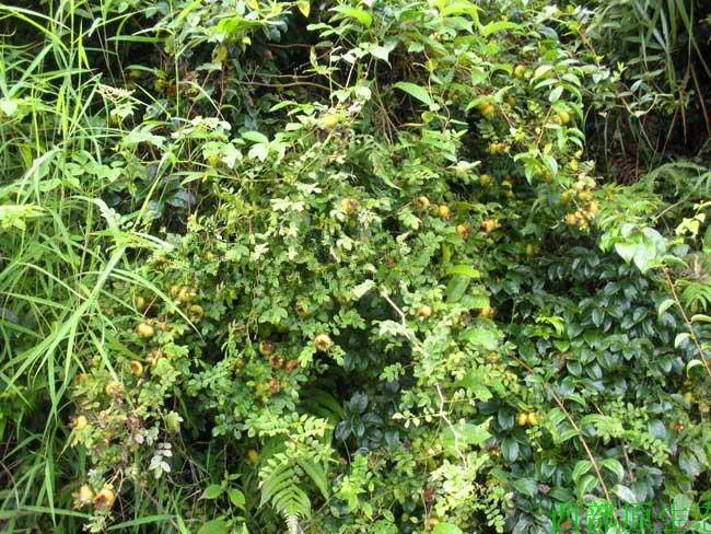 Ci Li Dried Fruit (Rosa roxburghii) — Guizhou Wild-Grown Herbal Tea Fruit, 500g quality and texture