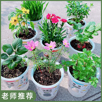 Children grow small pot creative mini kindergarten flower students observe plant growth and germination diy