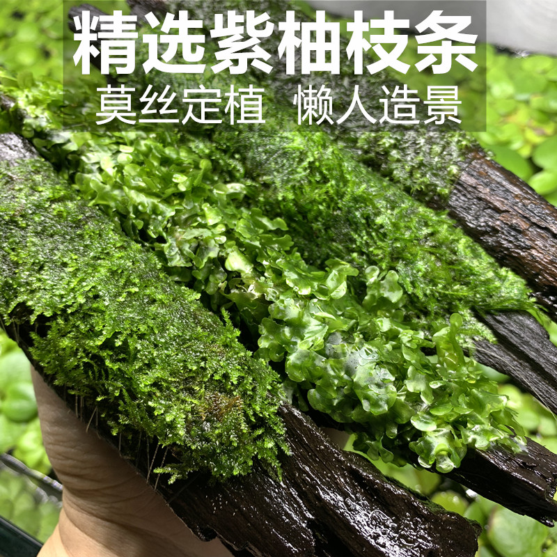 Moss sluice grass cylinder-made scenery pine Moss triangular Moss MOSS fish tank building aquarium