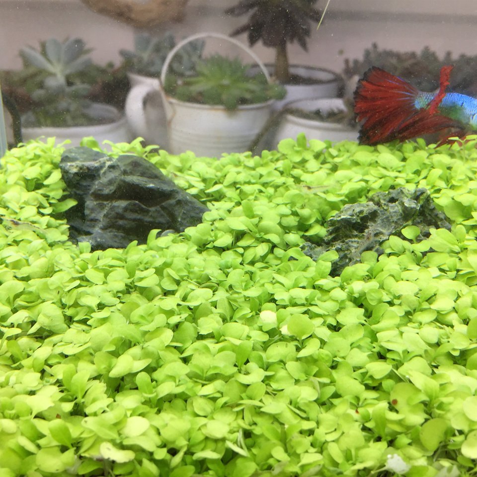 水草鱼缸草缸水草种子前景草速成草坪水族造景超迷你矮迷你对叶