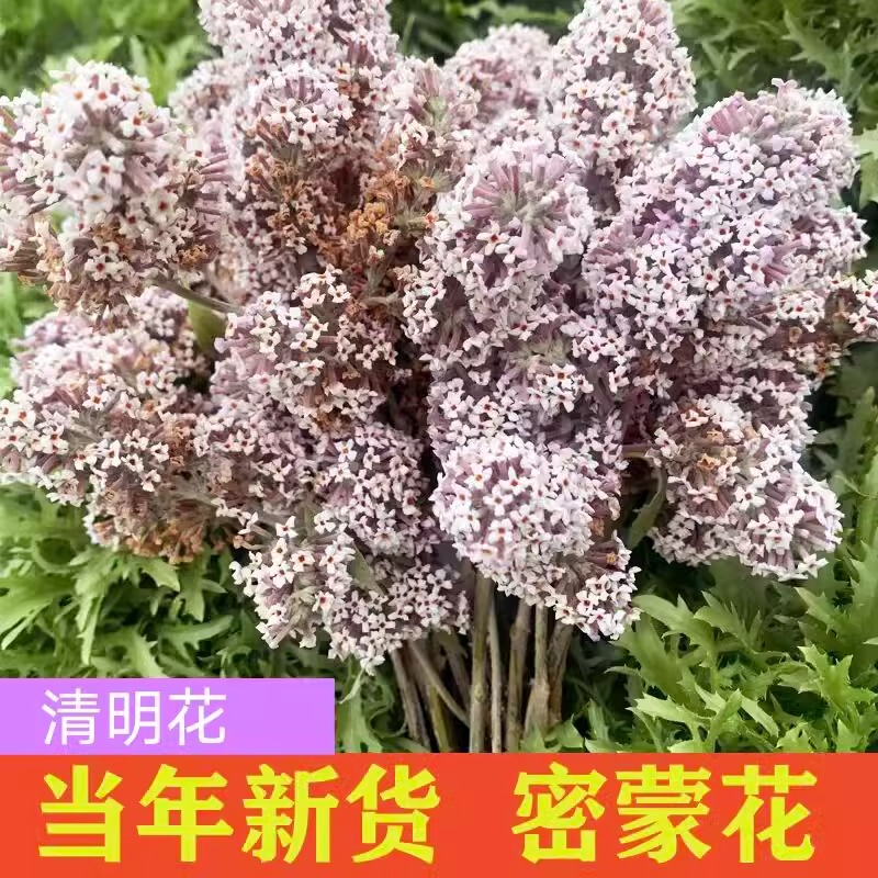 Fresh Wild Mimonia Flowers from Guizhou, Used for Dyeing Rice, Plant Dye for Coloring Rice