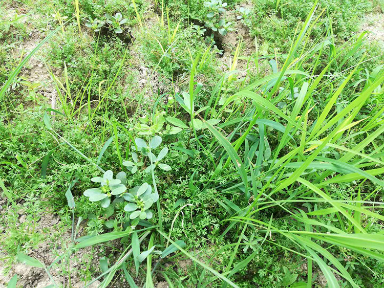 广东农家野生红茎有机新鲜马齿苋菜长寿菜野菜芥菜猪母菜清凉包邮