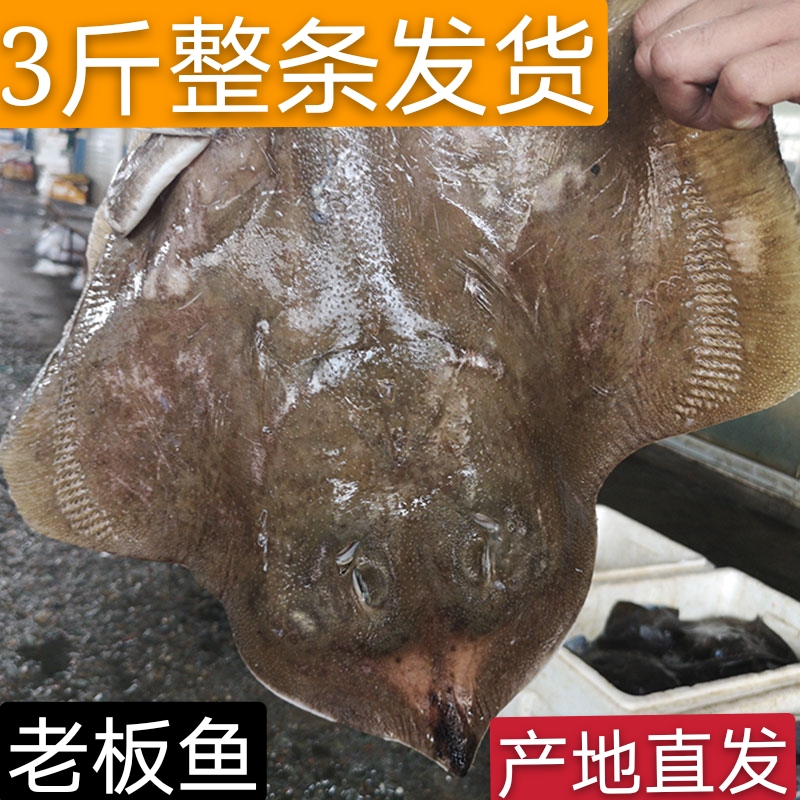 野生新鲜冷冻整条老板鱼魔鬼鱼特大鲽鱼老子鱼软骨鱼礼盒装包邮：海鲜爱好者的终极盛宴！