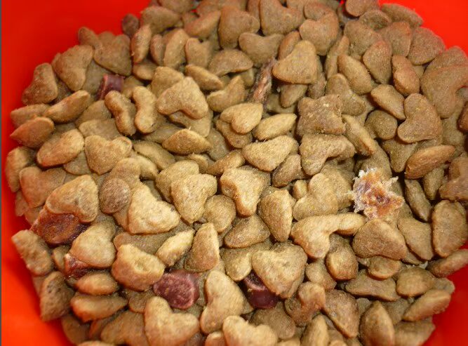 Thú cưng, hodgepodge, thức ăn cho chó, thức ăn cho chó, thịt bò, thịt gà, thịt, thức ăn cho chó, thức ăn cho mèo, 10 kg - Gói Singular hạt ganador