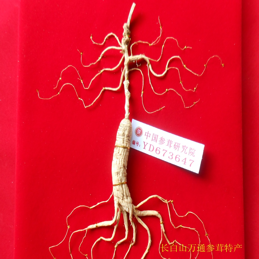 Northeast Changbai Mountain forest under the wild mountain ginseng 40 years wild ginseng Lingyang ginseng shift mountain ginseng belt first class certificate