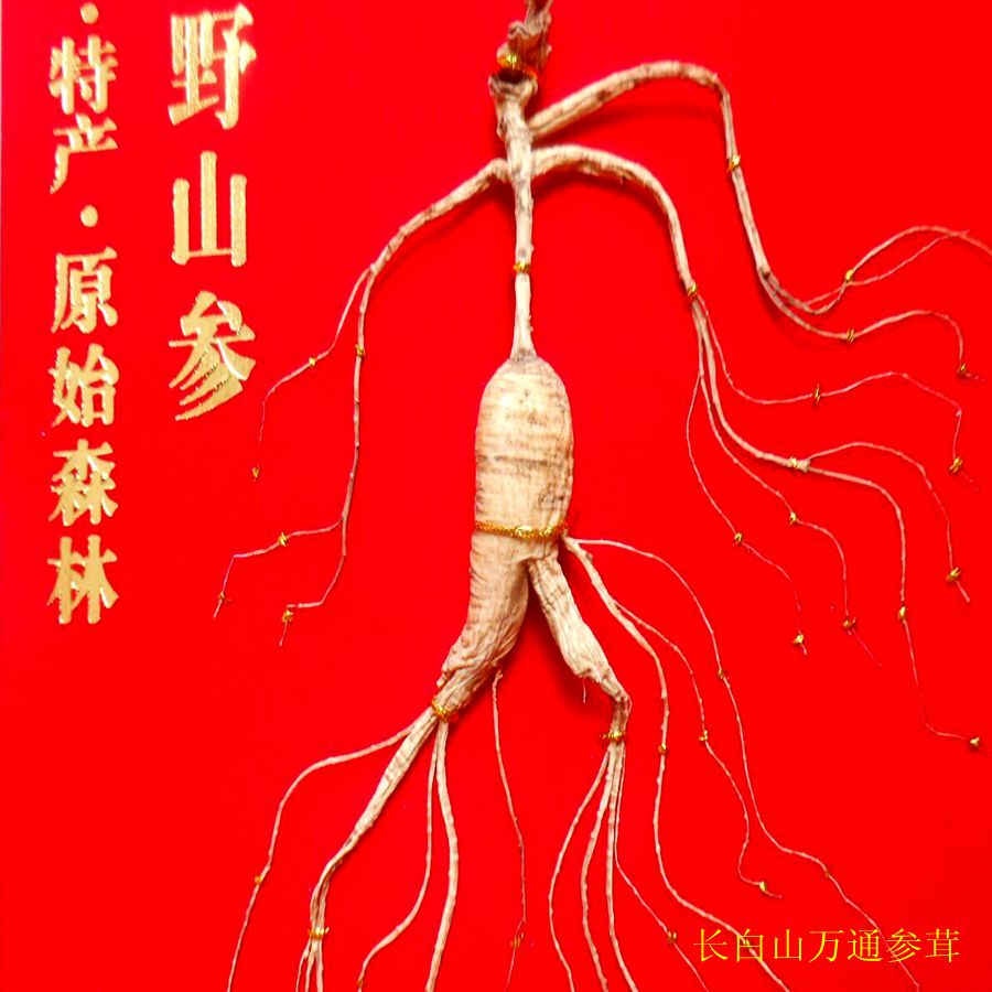 Northeast Changbai Mountain forest under the wild ginseng 32 years wild ginseng Lingyang ginseng migration mountain ginseng national inspection certificate