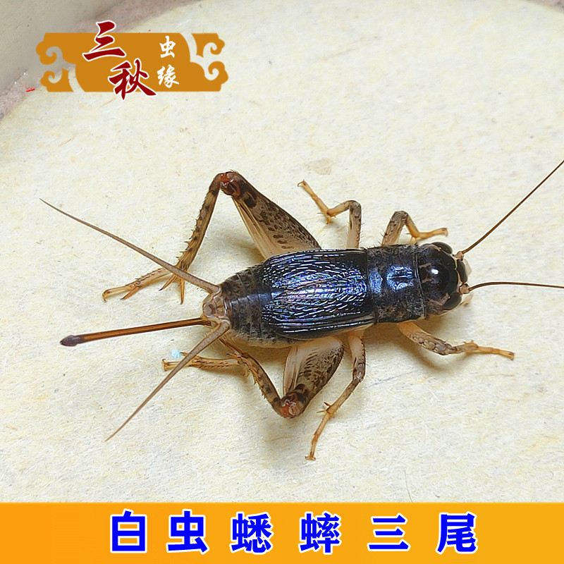 黑虫蟋蟀盆风签竹饭板风卡蛐蛐罐蝈蝈罐风签蟋蟀用具蝈蝈盆风签：传统斗
