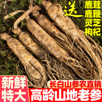 Fresh ginseng Changbai Mountain ginseng Fresh ginseng Lower part of the wine Wine Pot soup The whole branch Extra Large Tohoku people 3-500g