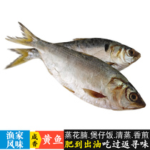 Very delicious 2 pieces of fishermen self-drying yellow croaker Guangdong salted fish dried plum fragrant salted fish dried goods second peeling fish