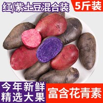 Purple Potato Red Potato Fresh Black Potatoes Purple red Heart Potato Black Mermaid Vegetable Uoyang Taro 10 catty